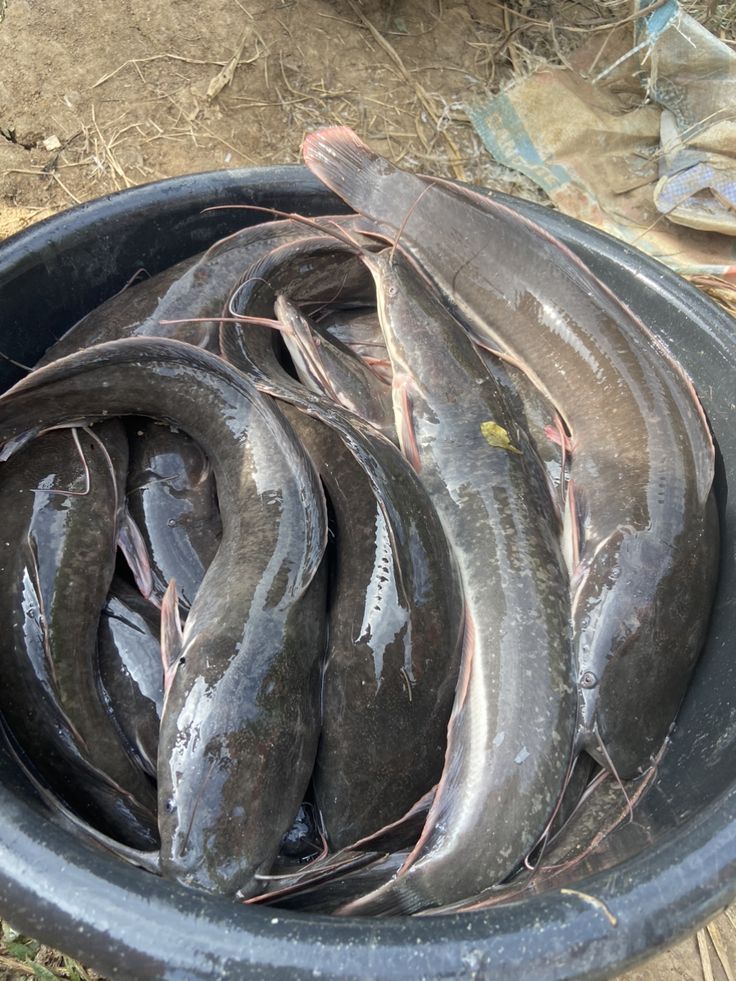 CATFISH