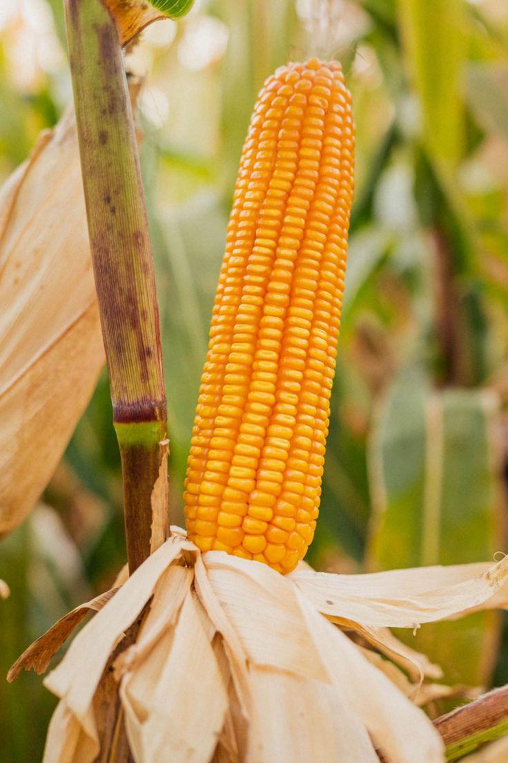 MAIZE (CORN)