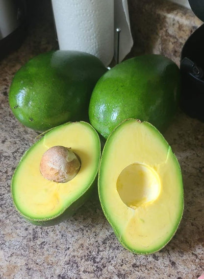 AVOCADO