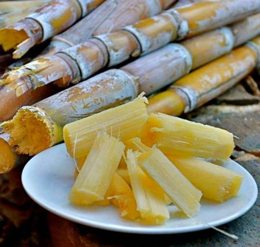SUGARCANE