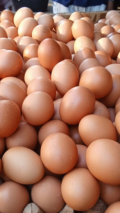 EGG
