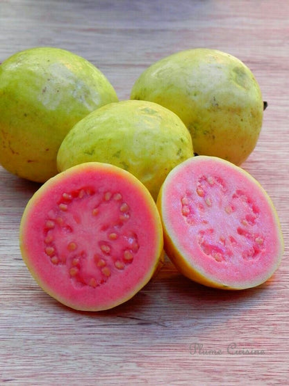 GUAVA