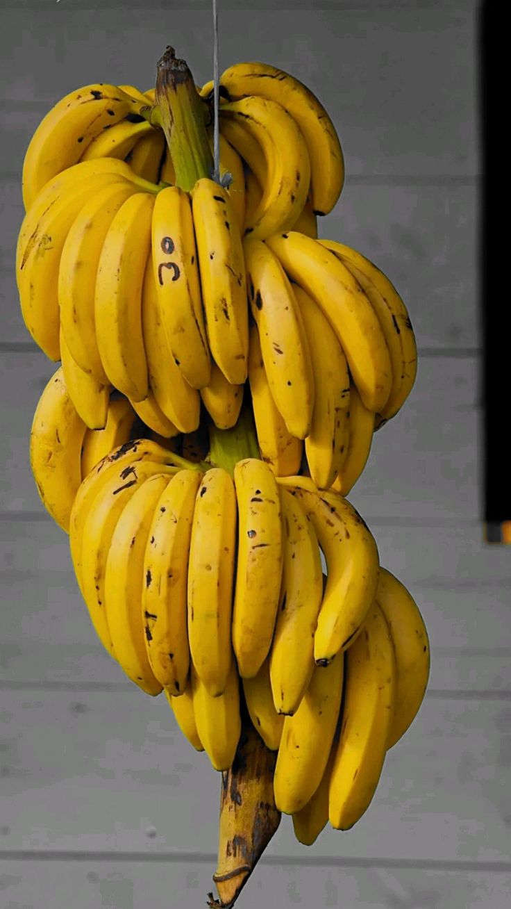 PLANTAIN