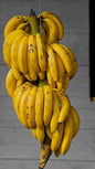 PLANTAIN