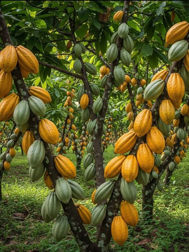 COCOA