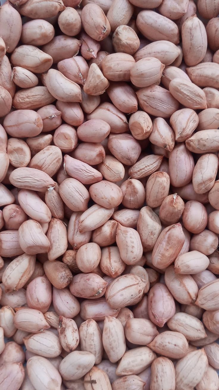GROUNDNUT