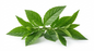 BITTERLEAF