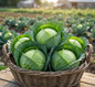 CABBAGE