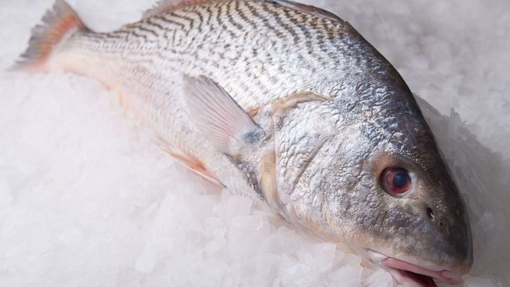 CROAKER