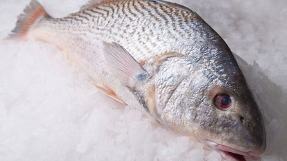 CROAKER