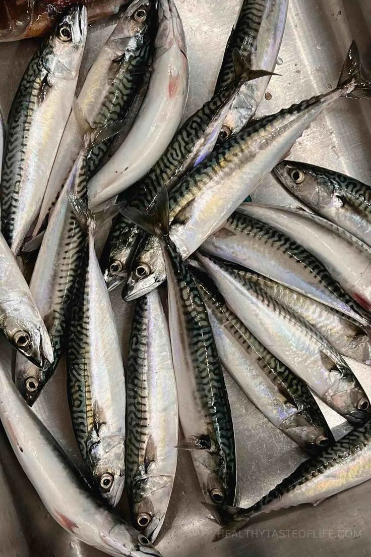 MACKEREL