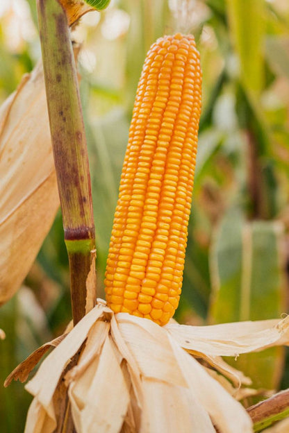 MAIZE (CORN)