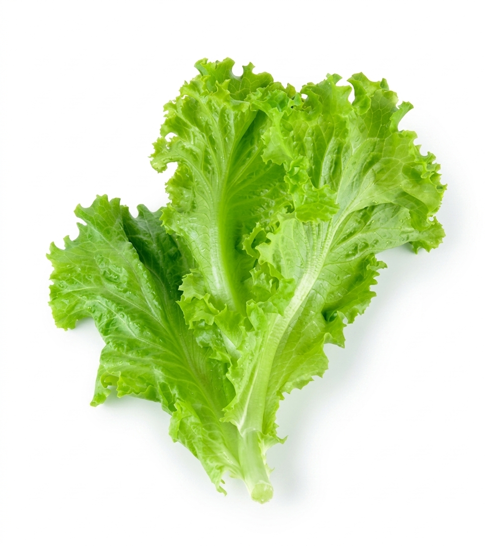 LETTUCE