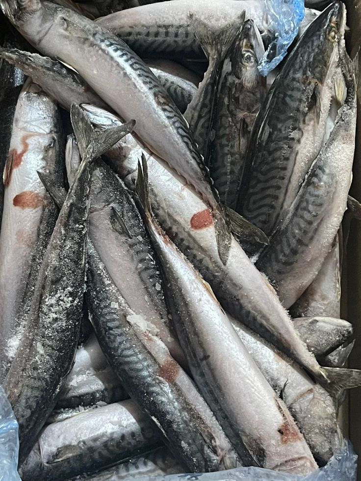 MACKEREL