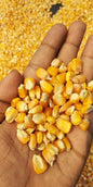 MAIZE (CORN)