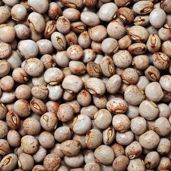 PIGEON PEA