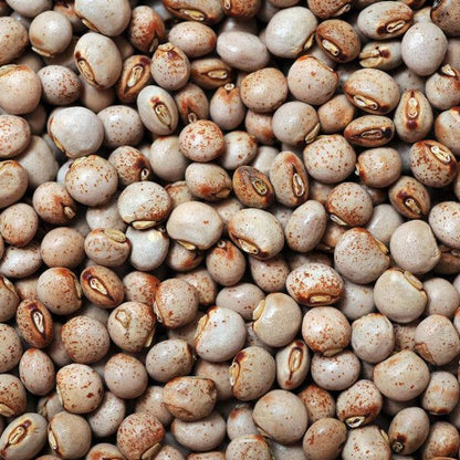 PIGEON PEA