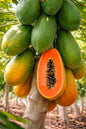 PAPAYA