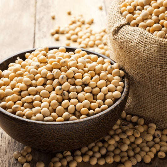 SOYBEAN