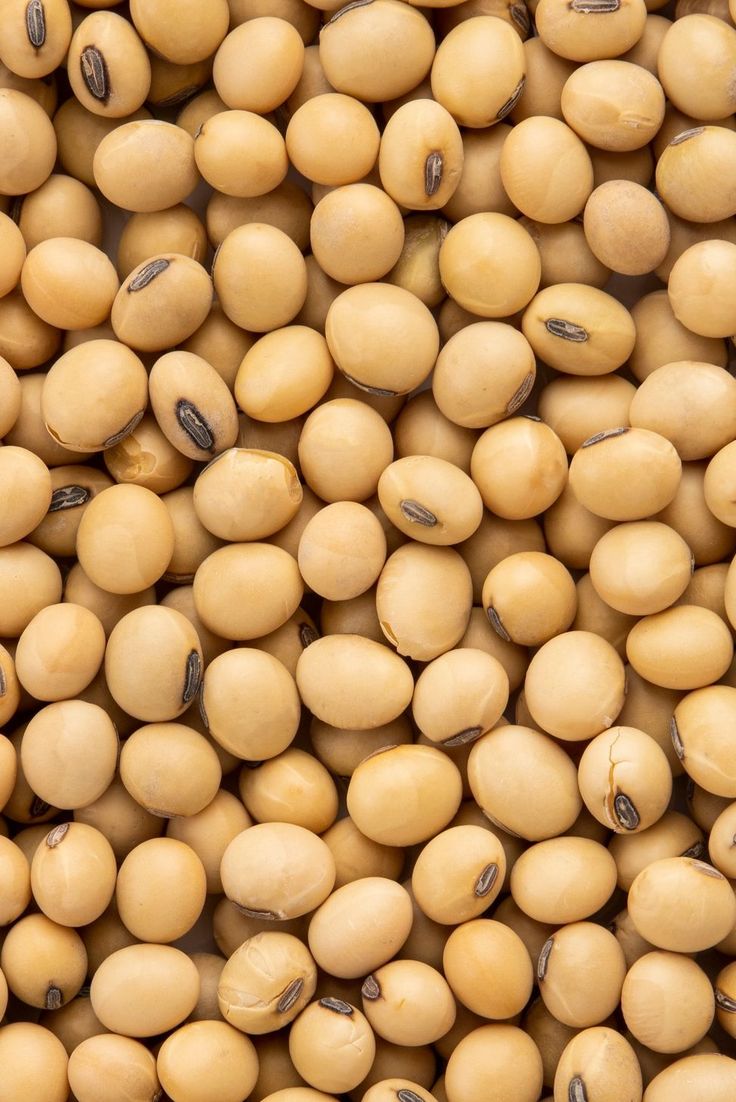 SOYBEAN