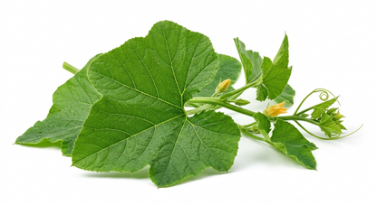 PUMPKIN LEAF
