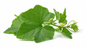PUMPKIN LEAF