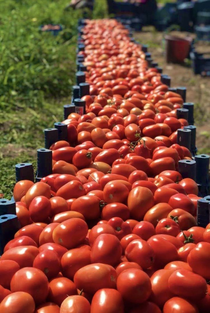 RED TOMATOES
