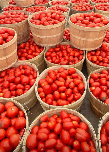RED TOMATOES