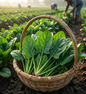 SPINACH